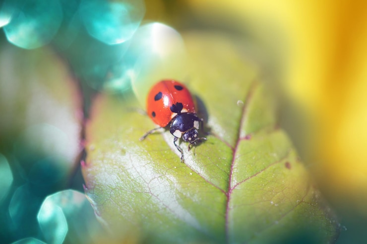 Gratis Foto lieveheersbeestje
