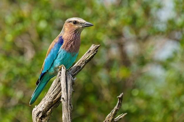 Lilac-breasted roller zittend op een tak