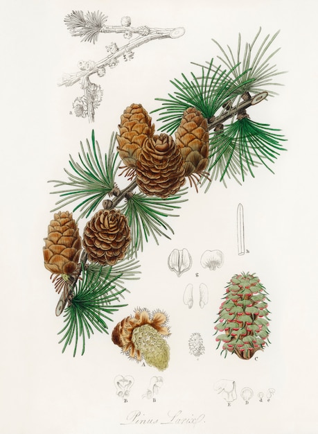 Linus larix illustratie van Medical Botany (1836)