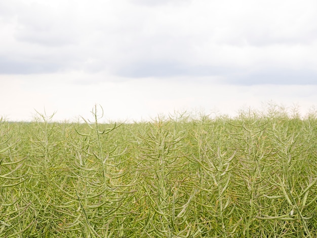 Gratis foto long shot veld en bewolkte hemel