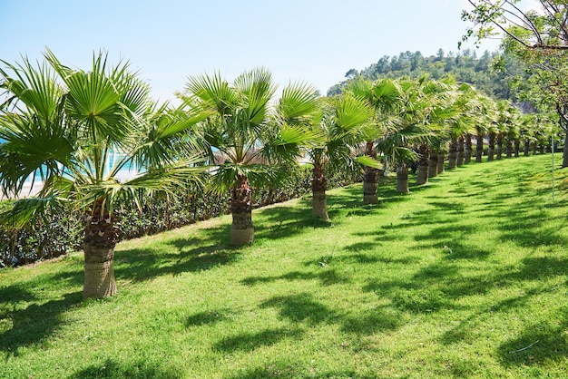 Loopbrug in het zomerpark met palmbomen. Amara Dolce Vita luxe hotel. Toevlucht. Tekirova-Kemer. kalkoen