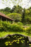 Gratis foto lotus vijver in indonesisch park