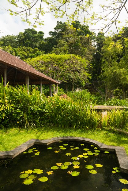 Lotus vijver in Indonesisch park