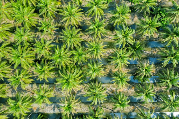 Luchtfoto van de plantage van Coconut palmbomen.