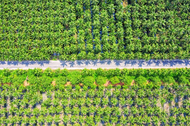 Luchtfoto van de plantage van kokospalmen en de weg.