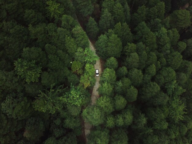 Luchtfoto van een auto die door een weg in het bos rijdt met hoge groene dichte bomen