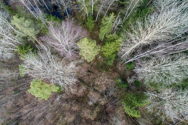 Luchtfoto van een dicht bos met kale diepe herfst bomen en gevallen bladeren op een grond