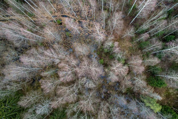 Luchtfoto van een dicht bos met kale winterbomen en gevallen bladeren op een grond