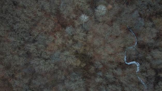 Luchtfoto van een dicht bos met kleurrijke bomen - groene omgeving