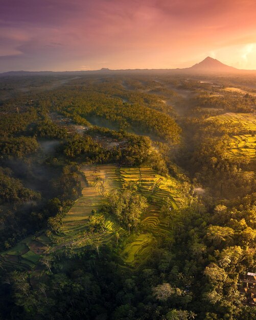 Luchtfoto van een rijstterras onder het zonlicht in de avond in Gianyar, Bali, Indonesië