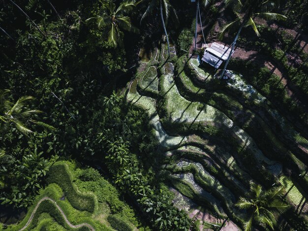 Luchtfoto van een veld bedekt met palmbomen en struiken onder het zonlicht