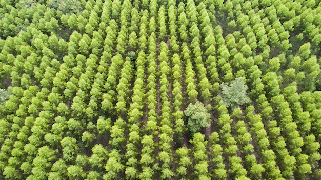 Luchtfoto van groen boom bos