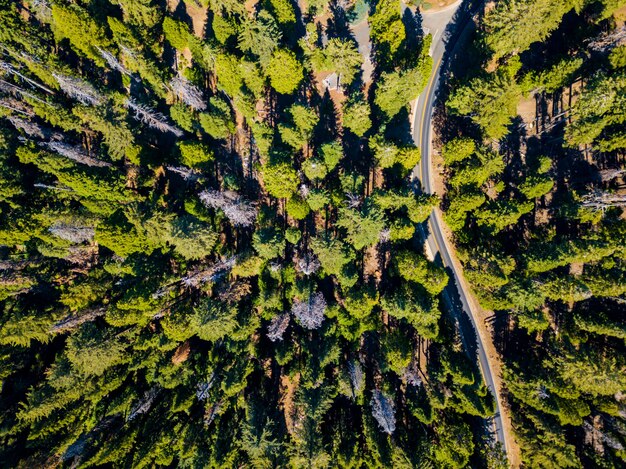Luchtfoto van groen Sequoia-bos en een weg die er doorheen gaat