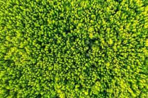 Gratis foto luchtfoto van groene bomen in het bos.