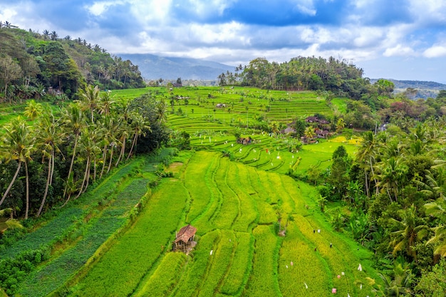 Luchtfoto van terrasvormige rijstvelden bali, indonesië