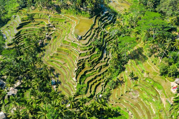 Luchtfoto van terrasvormige rijstvelden Bali, Indonesië