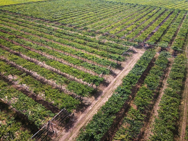 Luchtlandschapsmening van een drone van keurige groene wijngaarden op een wijnmakerij in een concept van landbouw, agronomie, wijnbouw en wijnproductie