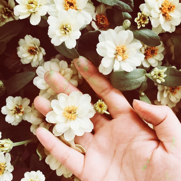 Luchtmening van hand wat betreft witte bloemen