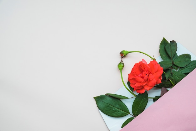 Gratis foto luchtmening van roze knoppen en bloemen in een open envelop over witte achtergrond