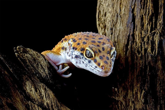 Luipaard gekko close-up hoofd op houten luipaard gekko close-up