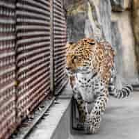 Gratis foto luipaard in cage bij zoo