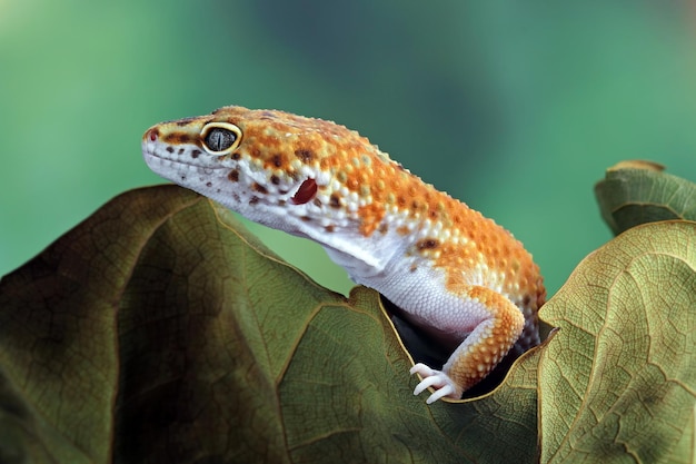 Luipaardgekko close-up hoofd Gekko verstopt op droge bladeren