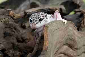 Gratis foto luipaardgekko close-up hoofd op hout luipaardgekko op zoek naar prooi