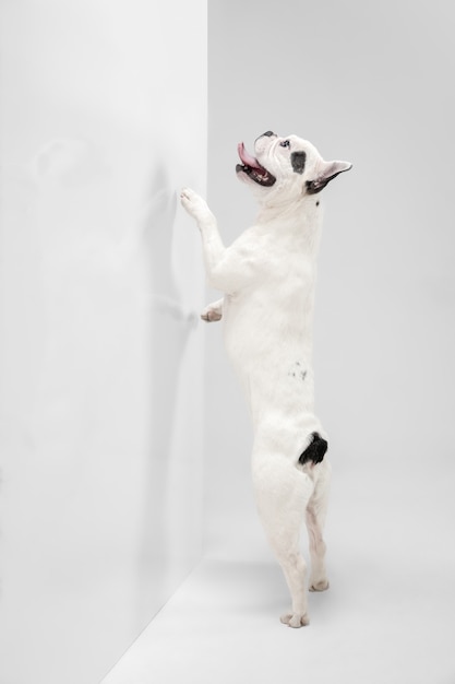 Luisteren naar jou. Franse Bulldog jonge hond is poseren. Het leuke speelse wit-zwarte hondje of huisdier speelt en kijkt gelukkig geïsoleerd op witte achtergrond. Concept van beweging, actie, beweging.