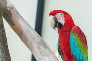 Gratis foto macau papegaai
