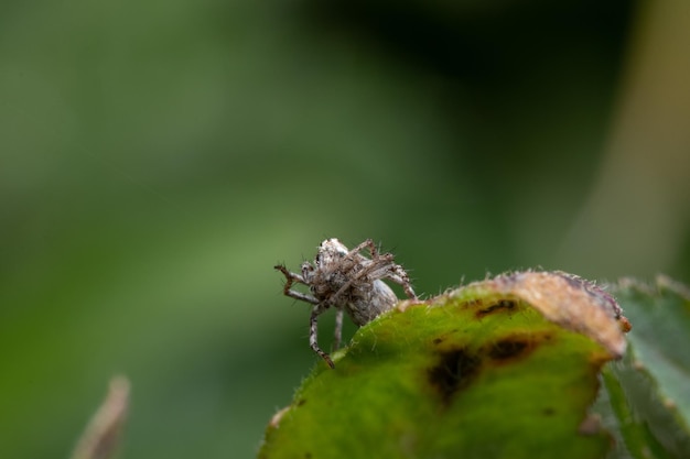 Macro close-up van een spin op de green
