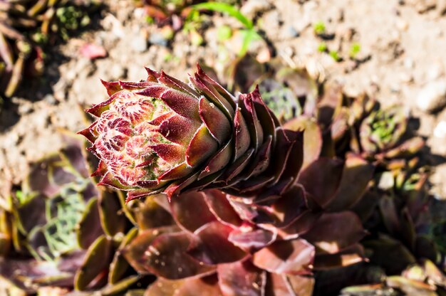 Macro-opname van de Houseleek-bloemknoppen