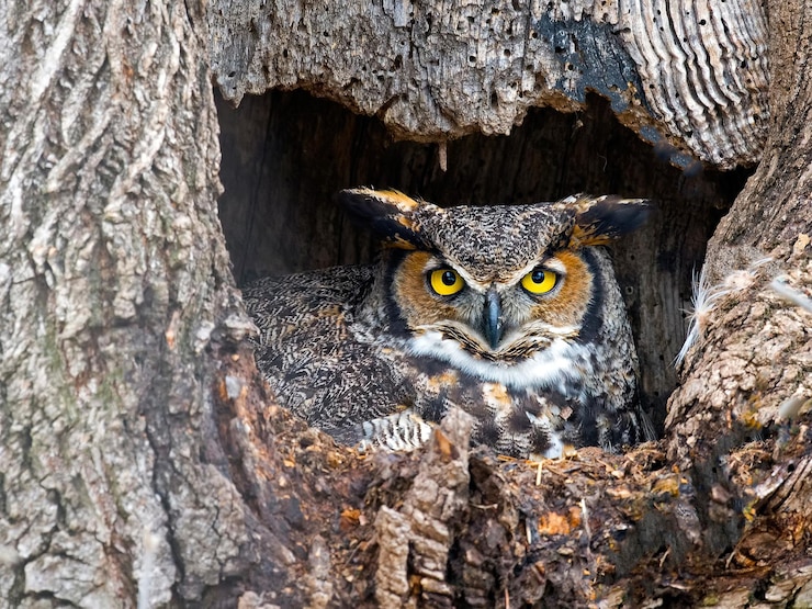 Gratis Foto macro opname van de uil in een boom dubbel