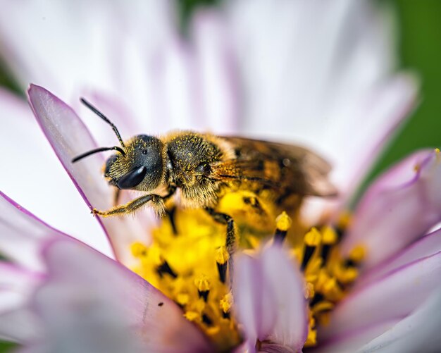 Macro-opname van een bij op een bloem buiten bij daglicht