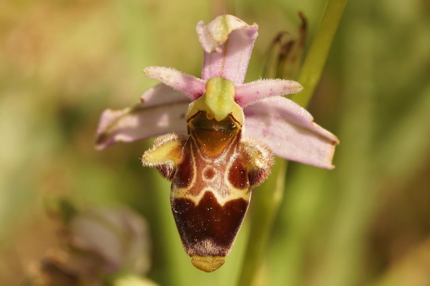 Macro-opname van een houtsnip-bij-orchidee in een tuin