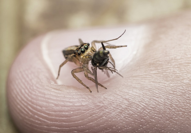 Macro-opname van een krekel gevangen door een kleine spin op de vinger van een persoon