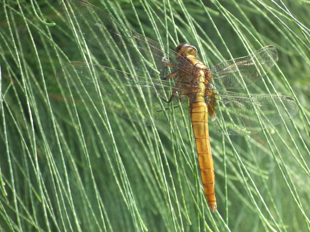 Gratis foto macro-opname van een libel op een groen blad