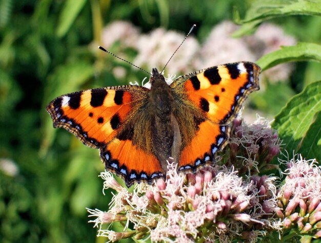 Macro-opname van een oranje vlinder op een bloem