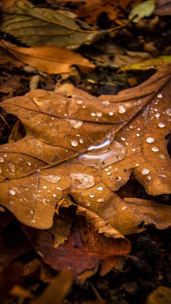 Macro-opname van vergeeld blad met regendruppels