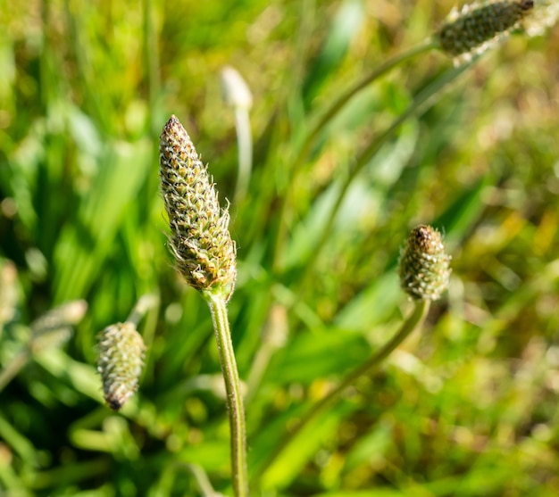 Macro-opname van zegges omgeven door groene natuur in een veld tijdens daglicht