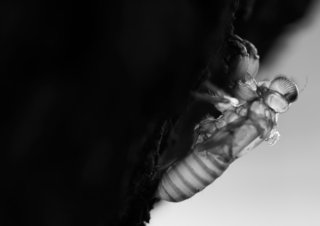 Macro van cicade slough op de boom