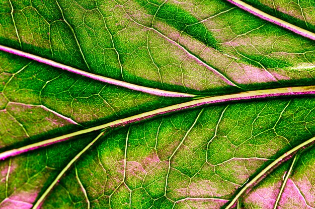 Macro van een groen blad