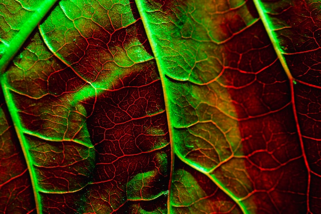 Macro van een groen blad