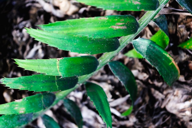 Macro van een groen tropisch blad