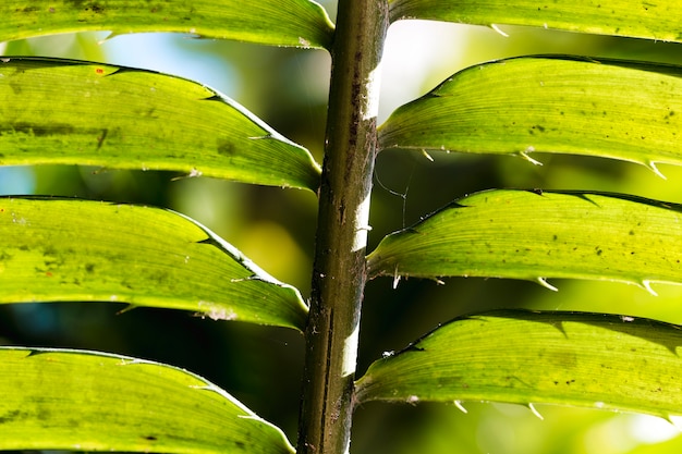 Gratis foto macro van een groen tropisch blad