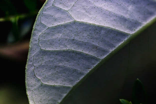 Gratis foto macro van een groen tropisch blad