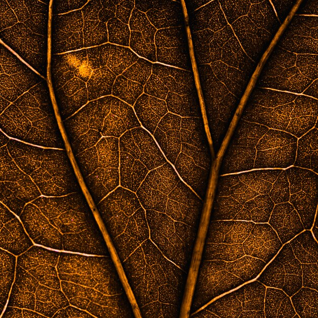 Macro van een rood blad