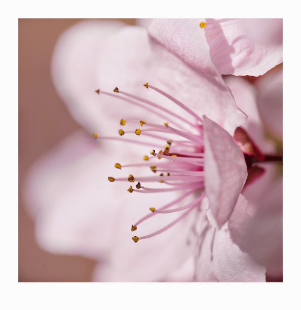 Macrofotografie van een lichtroze kersenbloesem op een mooie lentedag