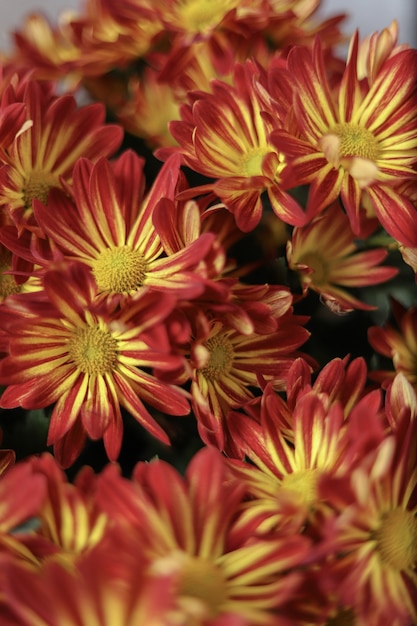 Gratis foto macrofotografie van rode en gele gerberamadeliefjebloemen