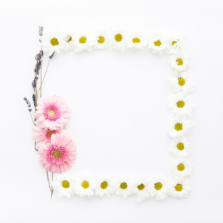 Gratis Foto madeliefjes en veldbloemen frame