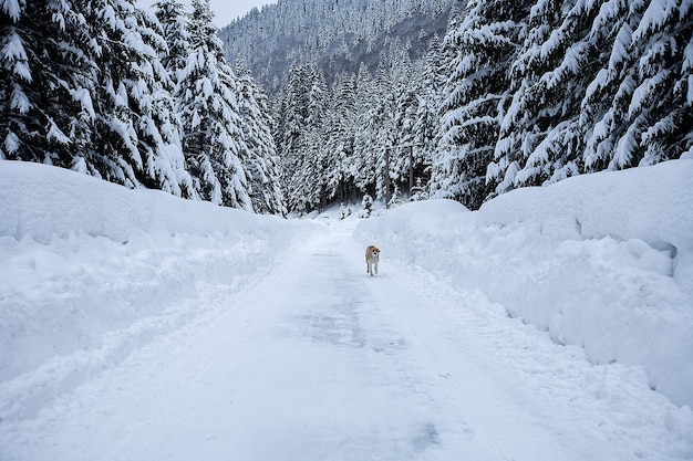 Magisch winterwonderlandlandschap met ijzige kale bomen en hond op afstand